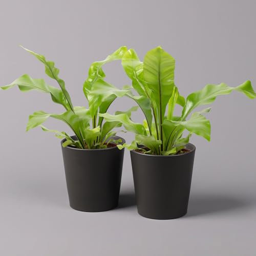 Nestfarn, mit Keramiktopf Dallas anthrazit, Topf-Ø12cm, Höhe ca. 35 cm, 2er-Set