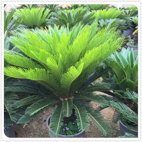 Sago Palm Zwiebeln,winterharte pflanzen,sagopalmfarn,Cycas Revoluta,Blumenzwiebeln Mehrjährig Winterhart,japanischer sagopalmfarn,Sago palm pflanzen winterhart,Sago Palm.-greenO-3zwiebeln