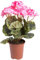 Flora-Seta künstliche Geranie (Geranienbusch) mit 7 Stielen und 3 kleinen und 4 größeren Blütenköpfen im Kunststofftopf (pink)