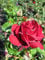 Baumschule Pflanzenvielfalt Rosa Jugendliebe® - Beetrose Jugendliebe®