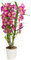 Dehner Traubenorchidee, üppige pinke Blüten, ca. 40-50 cm, Ø Topf 12 cm, Zimmerpflanze