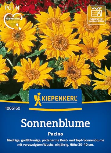 Kiepenkerl Sonnenblumensamen Pacino 1066160 - Großblumige, pollenarme Sorte für Beete & Töpfe mit verzweigtem Wuchs - Wildblumensamen, Blumenwiese, Saatgut