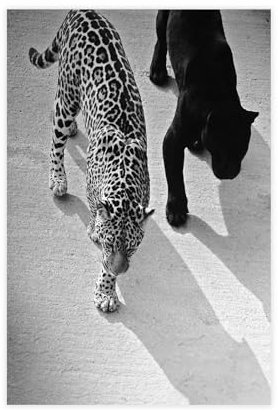 MAHWER Leinwand-Poster mit Geparden- und Jaguar-Motiv, Schlafzimmer, Dekoration, Sport, Landschaft, Büro, Raumdekoration, Geschenk, ungerahmt, 30 x 45 cm