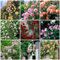 400 pcs rosensamen - bienenfreundliche blumensamen rosen samen mehrjährig winterhart rosenpflanzen,Rosa rugosa, sommerblumen samen balkonblumen blumen geschenk balkon blumen seed balkongarten