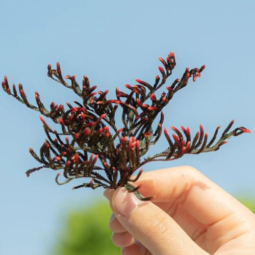 rose von jericho echte zwiebeln - Selaginella - blumenzwiebeln winterhart, pflanzen wand rose von jericho kaufen zwiebeln zwiebeln frisch, farn zimmerpflanze seltene pflanzen, 1pcs