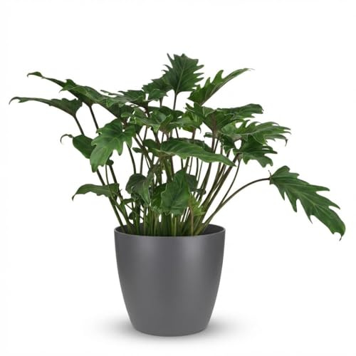 Philodendron - Philodendron Xanadu - Grün - Pflegeleicht - mit Potter Grey - 50-60cm - Ø19cm - Zimmerpflanze - Immergrün