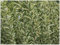 10 x Ligustrum ovalifolium 'Argenteum' (Gehölz/Heckenpflanze/Winterhart/Mehrjährig/Immergrün) Weißbunter Liguster - Stilvolle Hecken für ein edles Gartenbild - von Stauden Gänge