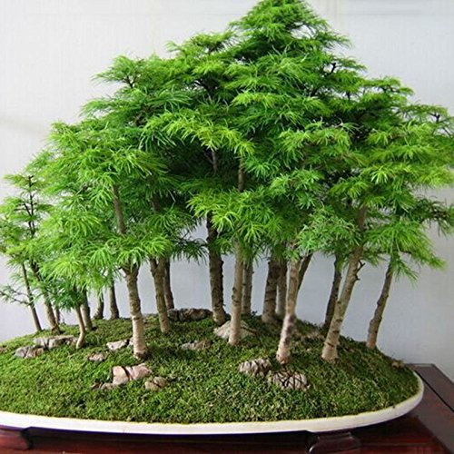 Agrobits 20 x Juniper Green Bonsai TreeBulbs Garten-Off-Dekor; Prof