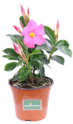 pianta di Dipladenia pianta da fiore di dipladenia da balcone pianta da fiore vera pianta in vaso di dipladenia venduta da eGarden.store (Rosa)