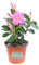 pianta di Dipladenia pianta da fiore di dipladenia da balcone pianta da fiore vera pianta in vaso di dipladenia venduta da eGarden.store (Rosa)