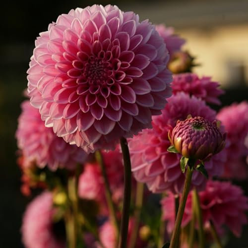 Bulbi di dalia Tubero della dalia dalia fiore Bulbi di dalia gigante