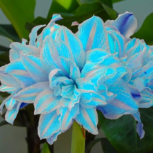 Wunderschöne und elegante Amaryllis, winterharte Qualitätszwiebeln in leuchtenden Farben für unerfahrene Gärtner, Innen- und Gartendekoration, Vasenschnittblumen-1 zwiebel-B