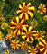 Studentenblume 'Court Jester' 100 Samen, Tagetes