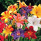Bulbos De Azucenas, Azucenas Silvestres,JardíN,Flores Para Todas Las Estaciones,Azucenas, Plantas Perennes Vigorosas Y Resistentes, Patio, Hemerocallis Bulbos-10bulbos-B