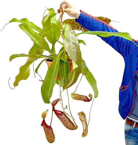 400 pcs kannenpflanze samen - dekoration wohnzimmer gartenpflanzen küchenkräuter,Nepenthes mirabilis,Sukkulenten sukkulente succulent plants,fleischfressende pflanzen balkon deko