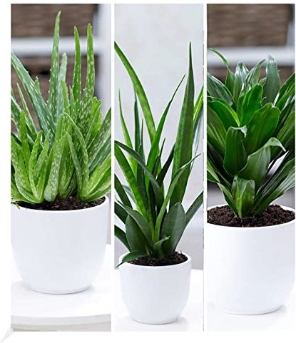 BALDUR Garten Zimmerpflanzen-Mix Grüne Lieblinge, 3 Pflanzen Luftreinigende Zimmerpflanzen 1 Pflanze, Aloe Vera, 1 Pflanze, Sanseveria Kirkii und 1 Pflanze, Dracena Compacta