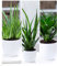 BALDUR Garten Zimmerpflanzen-Mix Grüne Lieblinge, 3 Pflanzen Luftreinigende Zimmerpflanzen 1 Pflanze, Aloe Vera, 1 Pflanze, Sanseveria Kirkii und 1 Pflanze, Dracena Compacta