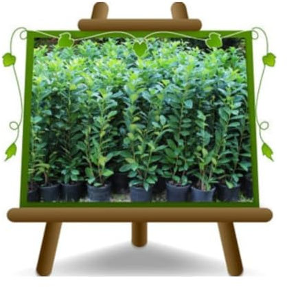 Laurier Cerasus - Plante de haie sur pot diamètre cm 18 - hauteur Altezza: 80~90 cm.