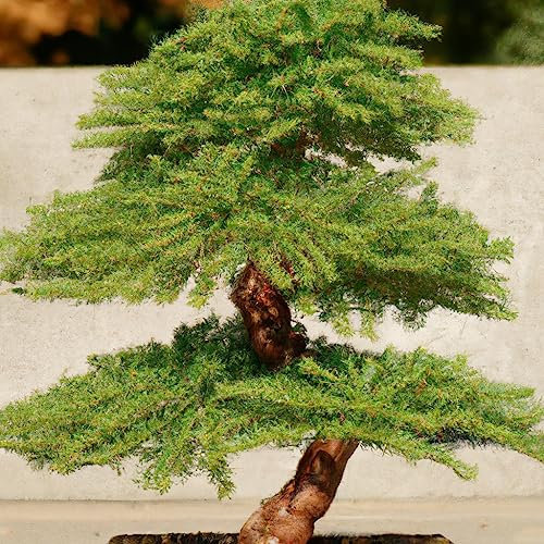 Dawn Redwood Bonsai Tree 'Metasequoia glyptostroboides' 10 Rare Plant Seeds