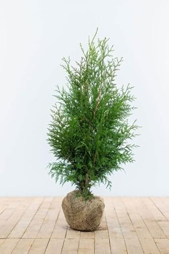 Lebensbaum ‚Excelsa‘ – Thuja plicata – Heckenpflanze – Auswahl der Höhe 60–200 cm – immergrün & robust – ideal für dichte Hecken und Sichtschutz (Variante 80-100cm)