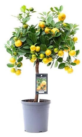 Orangenbaum – Calamondin – 45cm – ø15 – Kompakte Zitruspflanze für Innen- & Außenbereiche – Pflegeleichte Zimmerorange mit dekorativen Früchten – Ideal für sonnige Standorte