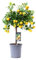Orangenbaum - Zitrusfrucht Calamondin - Zimmerpflanze - Ø15cm - 45cm