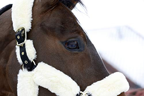 KENTUCKY HORSEWEAR Pferdehalfter, Schafsfell Halfter für Pferde - Ideal für empfindliche Haut mit verstellbarem Riemen - Transporthalfter Natural, Sheepskin Shipping, Pferde Zubehör