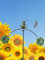 POMMERNTRAUM ® | Windspiel Gartenpendel Unruhe Gartendekoration Gartenstecker Gartenkunst aus Metall Frosch fängt Schmetterling - HANDBEMALT