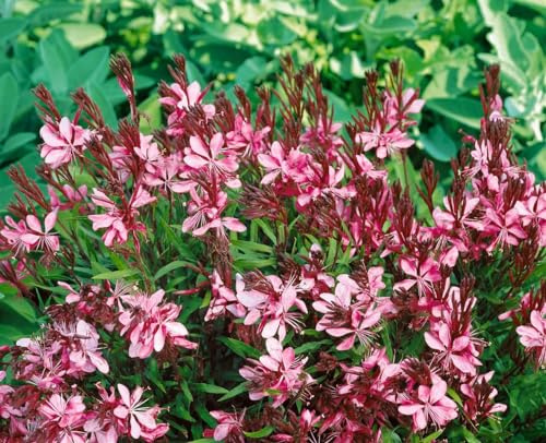 Gaura lindheimeri 'Cherry Brandy' 11x11 cm Topf – Mehrjährig, Pflegeleicht – Prachtkerze – Staude für Beet & Kübel