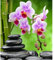 YSCOLOR Diamant Painting 5D Diamant Malerei Zen Vollbohrer Diy Orchidee Stein Stickerei Blume Heimdekoration Voller Runder Diamant 30x40cm