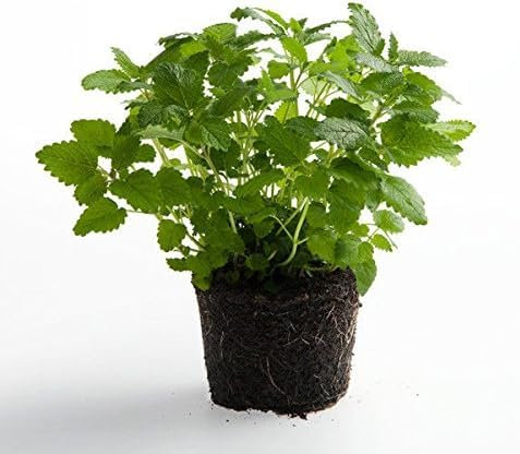 Lot de 25 Graines de Melisse Citronelle Citro Rapide (Le DE France) Tique - 34
