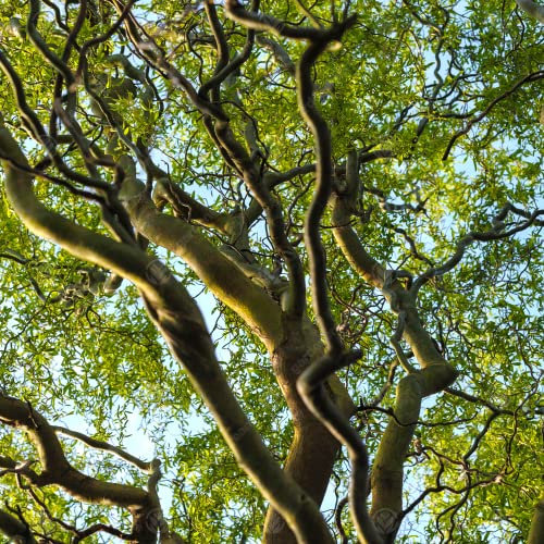 Salix matsudana Tortuosa | Dragons Claw Willow | Ornamental Garden Tree | 5-6ft