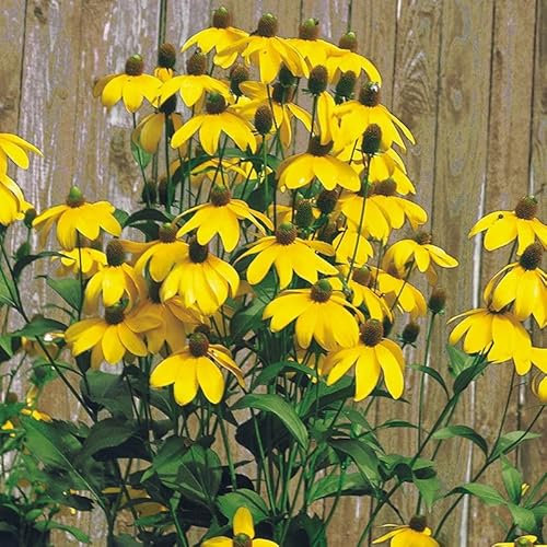 Bio Fallschirm-Sonnenhut 'Herbstsonne' gelb, Topf 11x11 cm, 3 Pflanzen