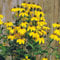 Bio Fallschirm-Sonnenhut 'Herbstsonne' gelb, Topf 11x11 cm, 3 Pflanzen