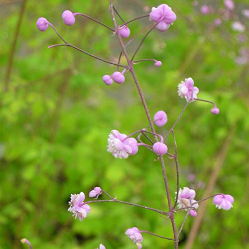 Blumixx Stauden Thalictrum dipterocarpum 'Hewitts Double' - China-Wiesenraute violettrosa