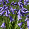 Blumenzwiebeln Hyacinthoides non-scripta Hasenglöckchen Waldhyazinthe (25 Zwiebeln)