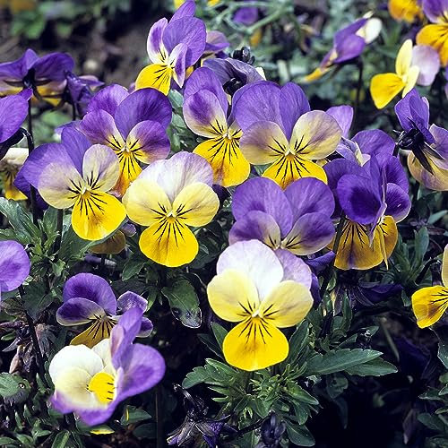 50 Pezzi Di Semi Di Viola Del Pensiero, Piante Di Viola Del Pensiero, Semi Tappezzanti, Piante Per Luoghi Soleggiati (Viola Tricolore) Semi Di Letti Rialzati, Regali Sostenibili Piante In Va