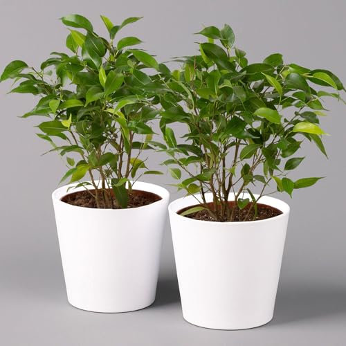 Pflanzen Kölle Birkenfeige 'Natasja' inkl. Übertopf weiß, Topf-Ø 12 cm, Höhe ca. 25 cm, 2er-Set