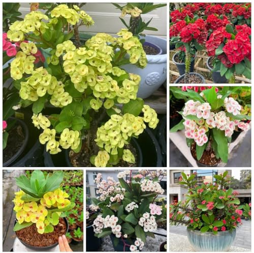 christusdorn pflanze samen, saatgut blumenbeet, exotische pflanzen winterhart christusdorn samen, blumenwiese samen, steingartenpflanzen winterhart blumensamen mehrjährig winterhart, 300pcs