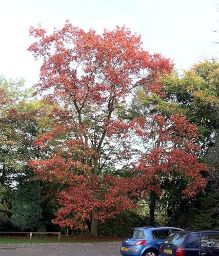 Roteiche Quercus rubra 50 Samen-Baum des Jahres 2025