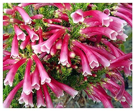 Erica discolor - Heidekraut - 20 Samen
