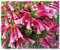 Erica discolor - Heidekraut - 20 Samen