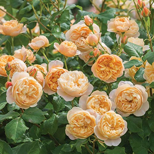 David Austin 'Roald Dahl' Apricot English Shrub Rose Plant 6Ltr Pot