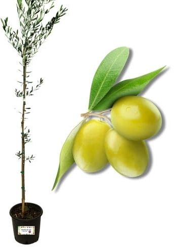 P. Piantine da Orto | Olivo Grignano/Reggiana, Pianta in Vaso Diametro 22 cm, Pianta da Frutto in Vaso, Pianta Vera da Esterno, Giardino o in Terrazza, Vivaio Italiano