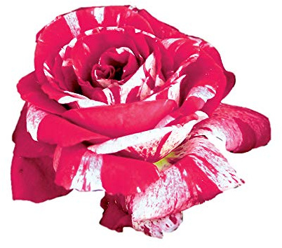 Scentimental®, rosaio vivo Rose Barni®, rosa profumata rossa striato di bianco, pianta rustica fiori grandi, coltivazione in vaso, aiuole e bordure, resistente ai parassiti e qualsiasi clima cod.72096