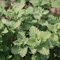 Nepeta racemosa 'Snowflake' / Katzenminze 'Snowflake'