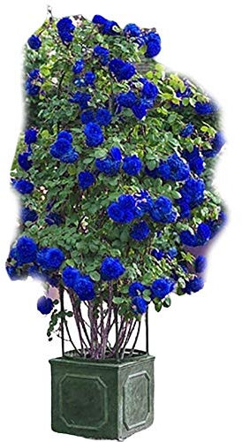 SANWOOD Semillas de rosas silvestres, semillas de rosas silvestres, semillas de rosas silvestres Evergreen Medicinal Herb Blue Bonsai Garden Multiflora Seeds para el hogar - Escalada Rose Seeds
