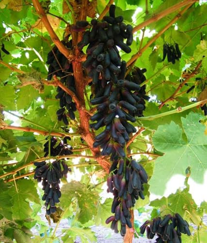 Weinreben winterhart,Vitis vinifera,Tafel-Trauben,Winterhartes,Traubenwurzel Pflanze,Tafeltraube Weintrauben kernlos, Lebende Pflanzen,Weinreben,Natürlich, Vielfalt-5 Weinreben pflanzen-B
