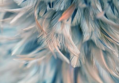 CLVIUJLBKLKSDD Fototapete 3D Effekt Wohnzimmer Blaue Federn 430cmx300cm | Moderne frische goldene Tierfeder Schlafzimmer Kinderzimmer Tapeten