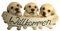 OF Verschiedene Gartenfiguren Willkommen Schild - Deko Figuren Hunde, Katzen, Erdmännchen, Mops, Bulldogge, Labrador (Labrador)